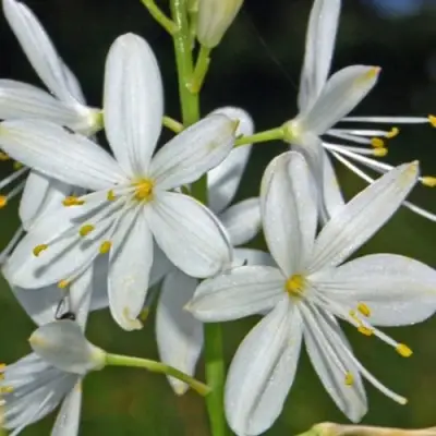 Венечник ветвистый в Колодищи