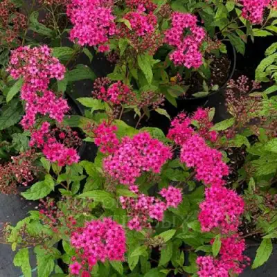 саженцы спиреи антони ватерер