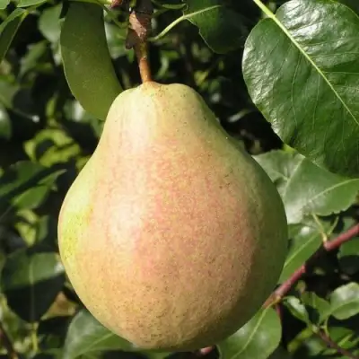 Груша ЛИРА в Колодищи