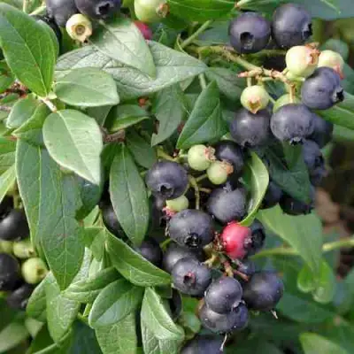 Голубика ПУТТЕ в Колодищи