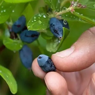 Жимолость съедобная АМФОРА в Колодищи