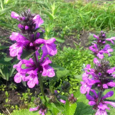 Буквица крупноцветковая в Колодищи