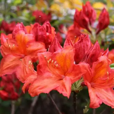 Азалия ЛИЛИНШТЕЙН японская в Колодищи