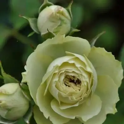 Роза ГРИН ДАЙМОНД миниатюрная в Колодищи