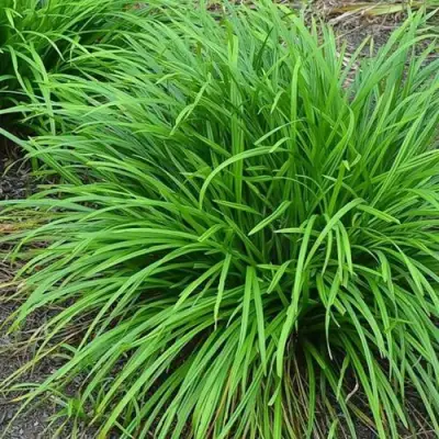 Осока АЙРИШ ГРИН в Колодищи