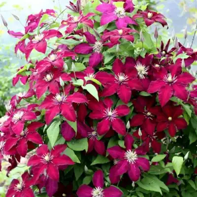 Клематис МАЗОВШЕ в Колодищи