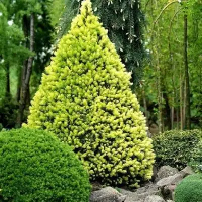 Ель РЕЙНБОУЗ ЭНД сизая в Колодищи