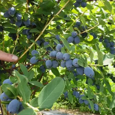 Жимолость съедобная КЛУБНИЧНАЯ СЕНСАЦИЯ в Колодищи