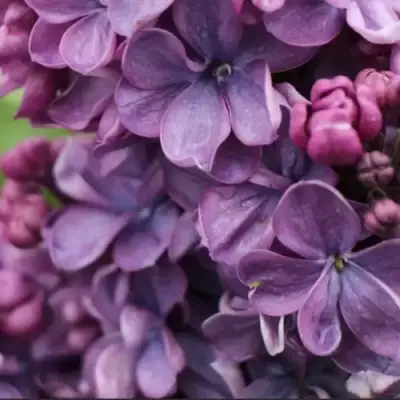 Сирень ВИОЛЕТТА в Колодищи