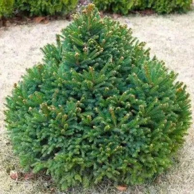 Ель БАРРИ обыкновенная в Колодищи