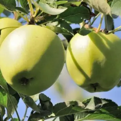 Яблоня САХАРНАЯ в Колодищи