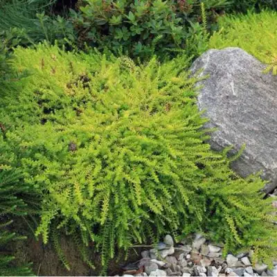 Водяника БЕРНШТЕЙН черная в Колодищи