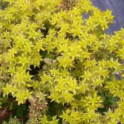 Очиток (седум) ИММЕРГРЮНХЕН в Колодищи