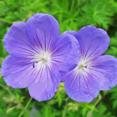 Герань БРУКСАЙД гибридная в Колодищи