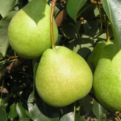 Груша ЛАГОДНАЯ в Колодищи