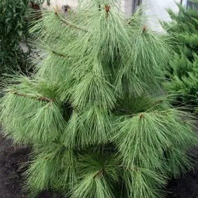 Сосна желтая  в Колодищи