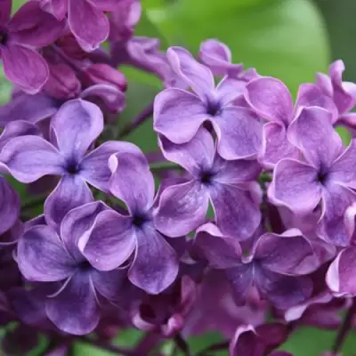 Сирень СУМЕРКИ в Колодищи