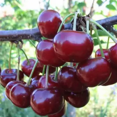 Дюк ИВАНОВНА в Колодищи