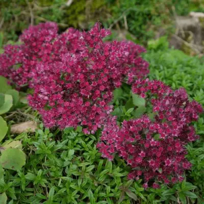 Очиток (седум) РУБИ ГЛОУ скальный в Колодищи