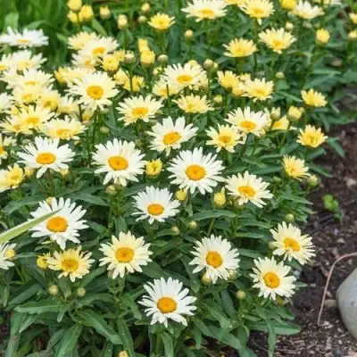 Нивяник БРОДВЕЙ ЛАЙТС великолепный в Колодищи