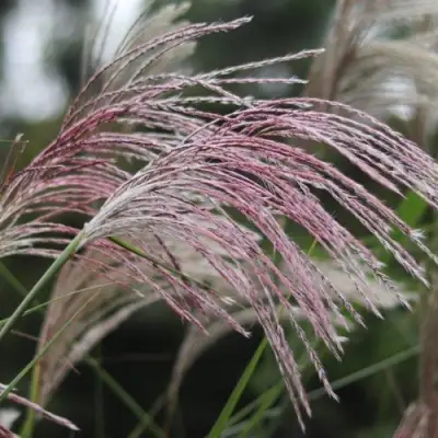 Мискантус МАЛЕПАРТУС китайский  в Колодищи