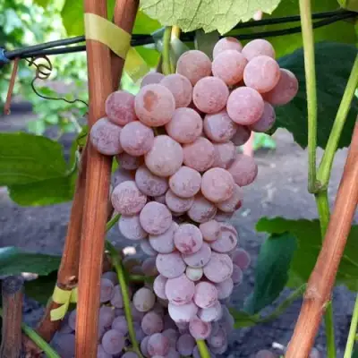 Виноград РИЛАЙНС ПИНК СИДЛИС в Колодищи