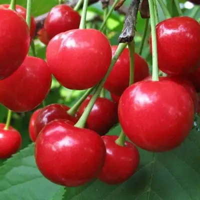 Дюк ПРЕВОСХОДНАЯ ВЕНЬЯМИНОВА в Колодищи