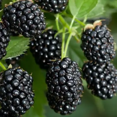 Ежевика ЧЕРНАЯ МАГИЯ ремонтантная  в Колодищи