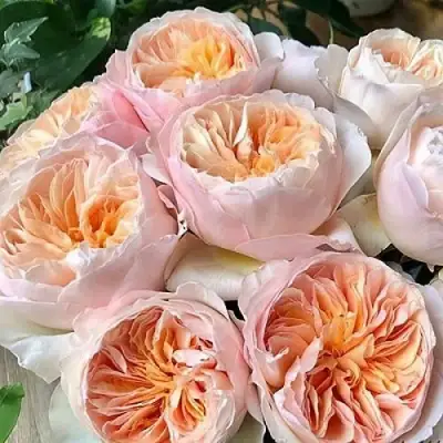 Роза ДЖУЛЬЕТТА английская в Колодищи