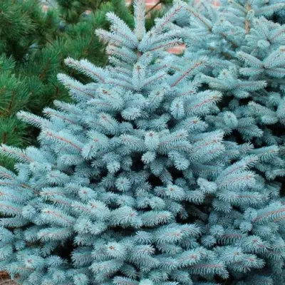 Ель СУПЕР БЛЮ СИДЛИНГ колючая в Колодищи