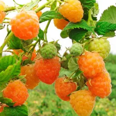 Малина ЗОЛОТЫЕ КУПОЛА в Колодищи