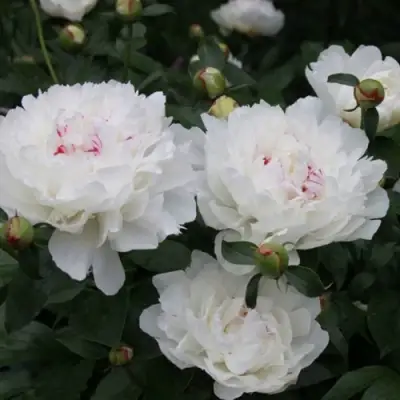 Пион ФЕСТИВА МАКСИМА травянистый в Колодищи