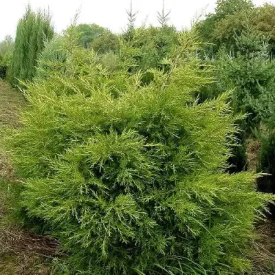 Можжевельник КУРИВАО ГОЛД китайский в Колодищи
