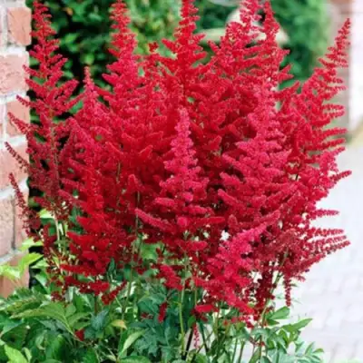 Астильба БУРГУНДИ РЕД Арендса в Колодищи