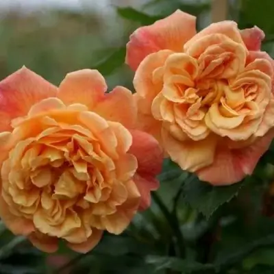 Роза АЛОХА плетистая в Колодищи