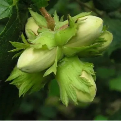 Фундук ТАМБОВСКИЙ ПОЗДНИЙ в Колодищи