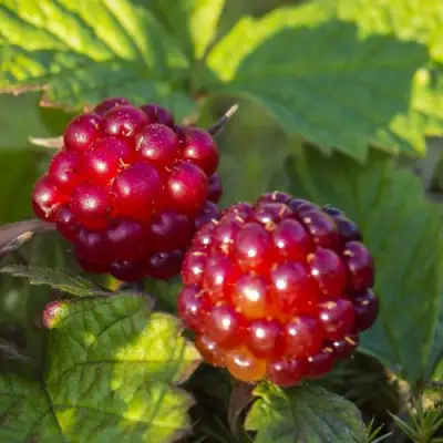 Княженика ЛИНДА в Колодищи