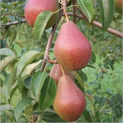 Румяная Кедрина