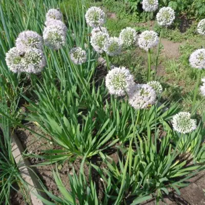 Лук слизун в Колодищи