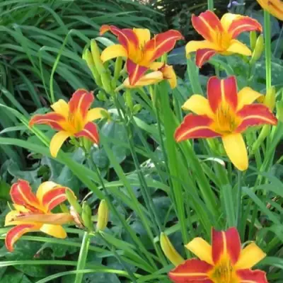 Лилейник ФРАНС ХАЛС в Колодищи