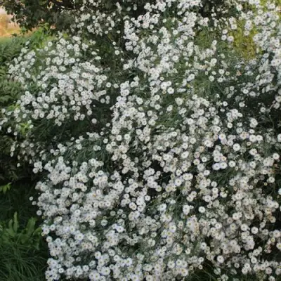 Болтония СНОУБЭНК в Колодищи