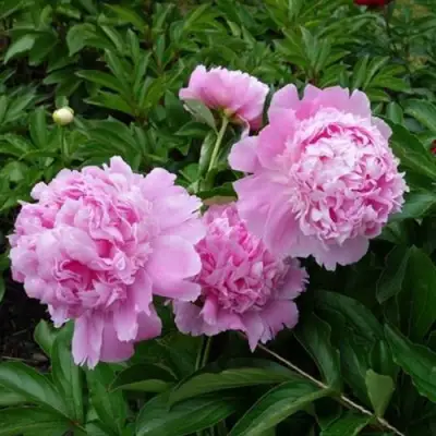 Пион МЕСЬЕ ЖЮЛЬ ЭЛИ травянистый в Колодищи