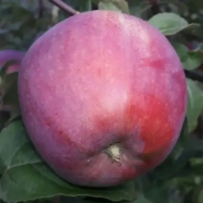 Яблоня ЗОРКА в Колодищи