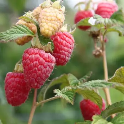 Малина МОЛЛИНГ ДЖУНО в Колодищи