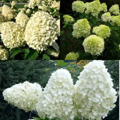 Комплект НЕЖНЫЙ КАПУЧИНО в Колодищи