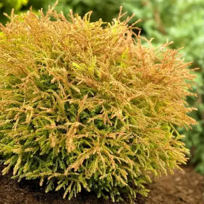 Туя ГОЛДЕН ТАФФЕТ западная в Колодищи