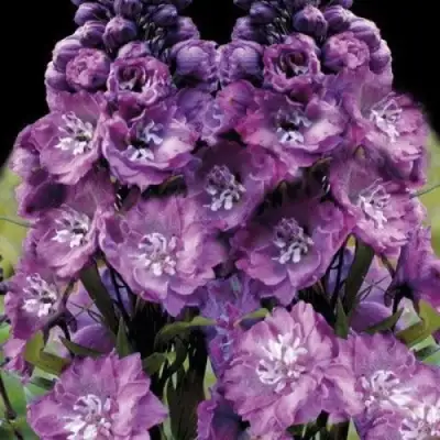 Дельфиниум ДЕЛЬФИС ПИНК ПАУЭ высокий в Колодищи