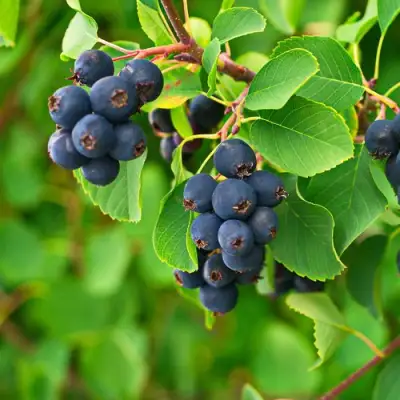 Ирга КОЛОСИСТАЯ в Колодищи