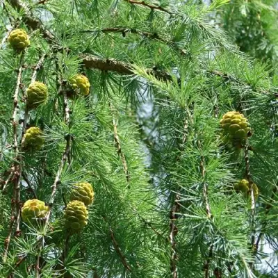 Лиственница КЕМПФЕРА в Колодищи