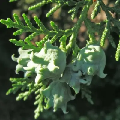 Туя восточная в Колодищи